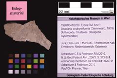 Foto (Objekt + Etiketten) von Distefania oxythyreiformis (Gemmelaro, 1869) (NHMW-GEO-1990-0041-0259)